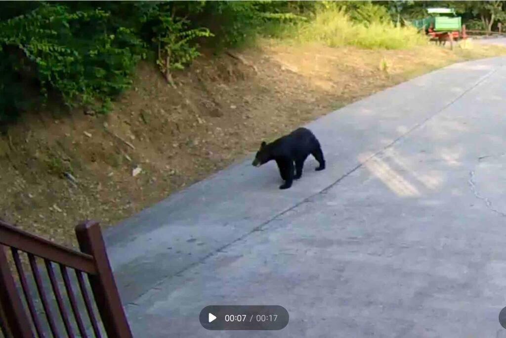 Bear Country *